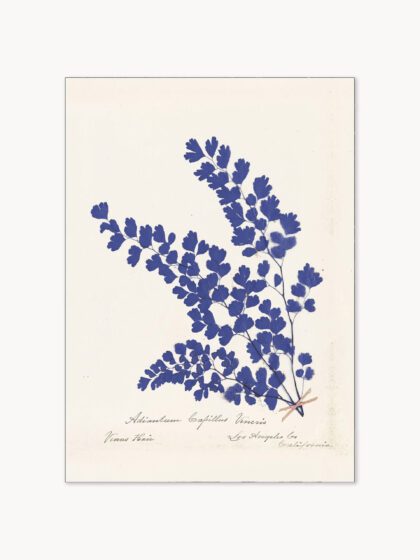 Oprawiony plakat Botanical Fern III Blue